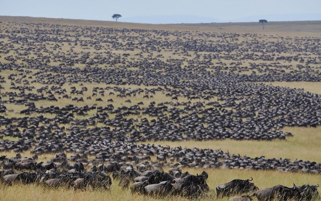 Maasai Mara National Reserve-纳罗克必去景点