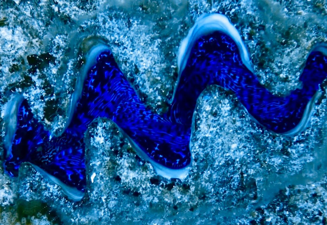 TOPDIVE Rangiroa-阿瓦托鲁必去景点