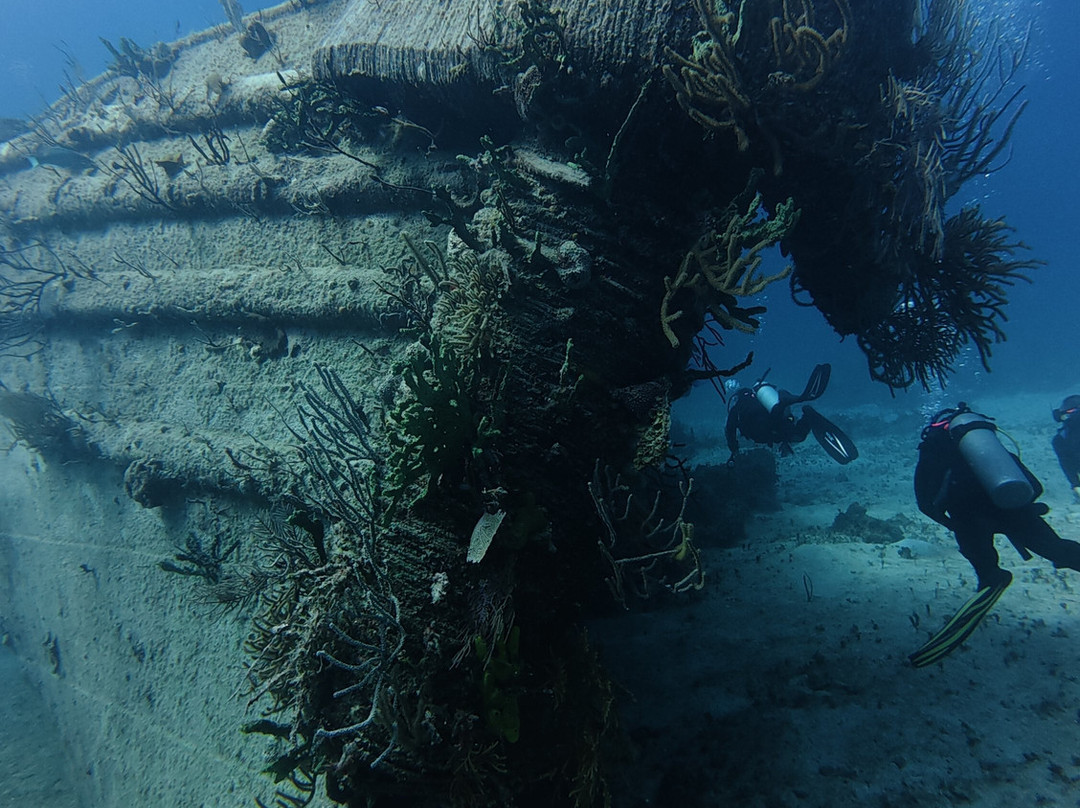 Stuart Cove's-拿骚必去景点