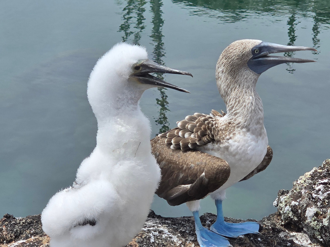 Smart Galapagos-阿约拉港必去景点