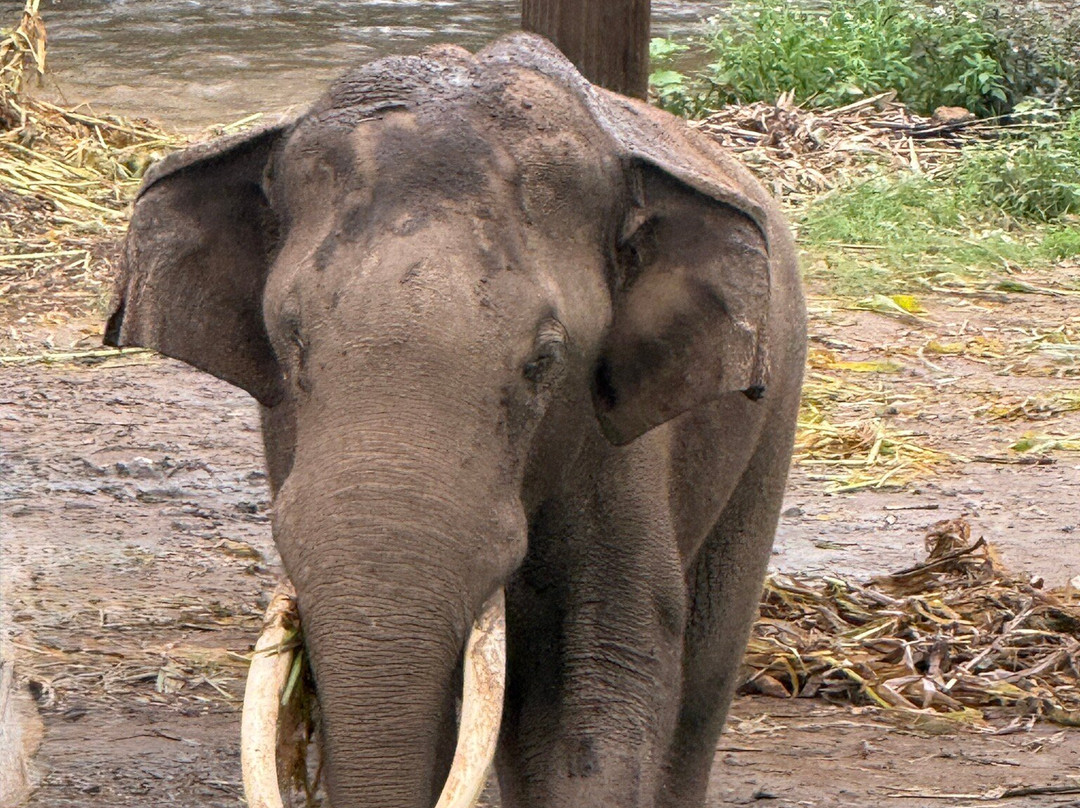 Living Green Elephant Sanctuary-清迈必去景点
