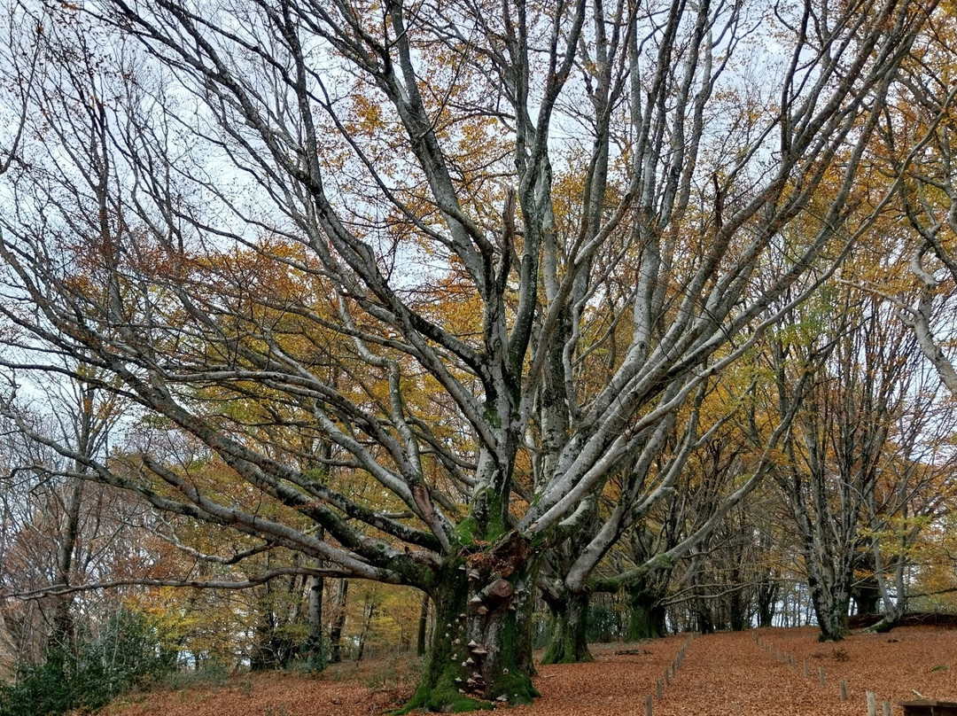Mont Gargan-Saint-Gilles-les-Forets必去景点