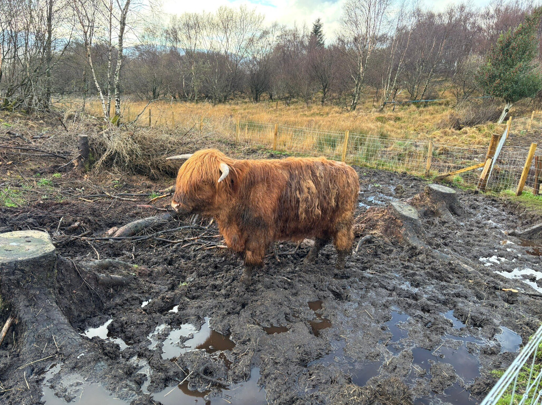 Highland Titles Nature Reserve-Duror必去景点