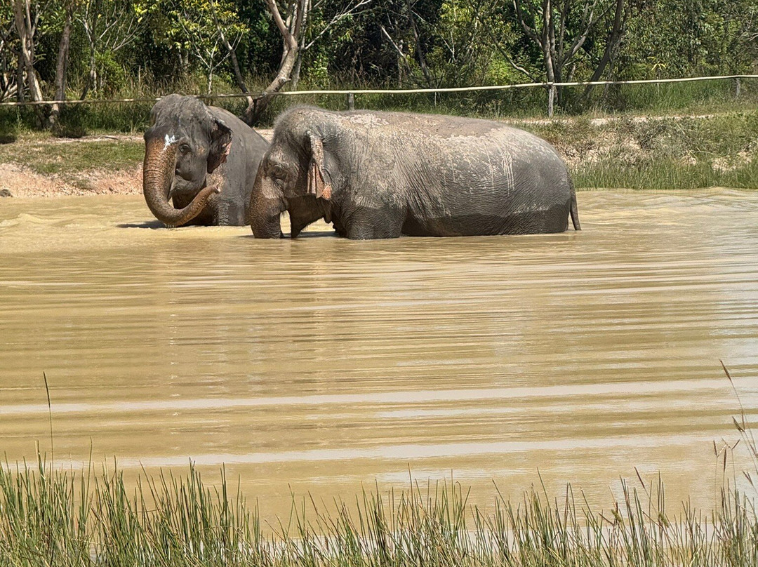 Kulen Elephant Forest-暹粒必去景点