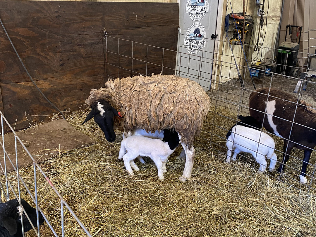 Cress Creeks Farm And Corn Maze-Ellijay必去景点