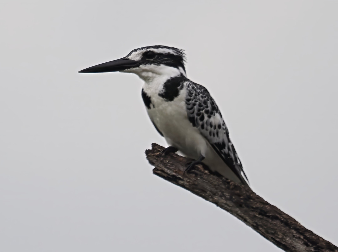 Bird Watching Tours Gambia-Bakau必去景点