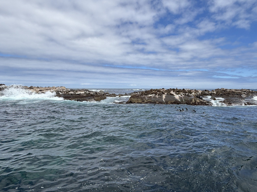 Duiker Island-木湾必去景点