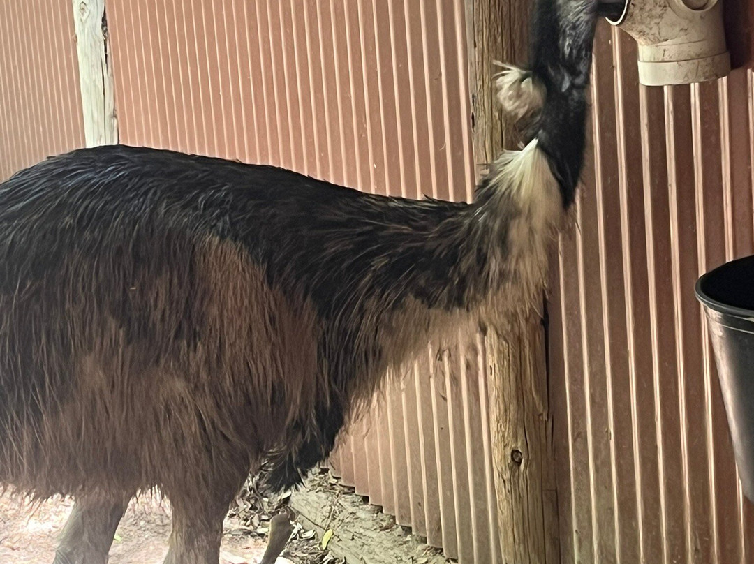 Billabong Sanctuary-汤斯维尔必去景点