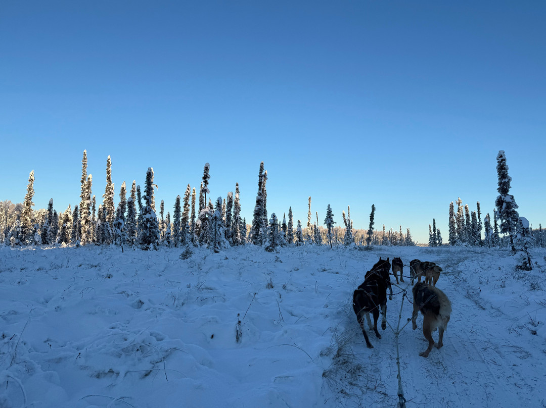Alaskan Husky Adventures-安克雷奇必去景点
