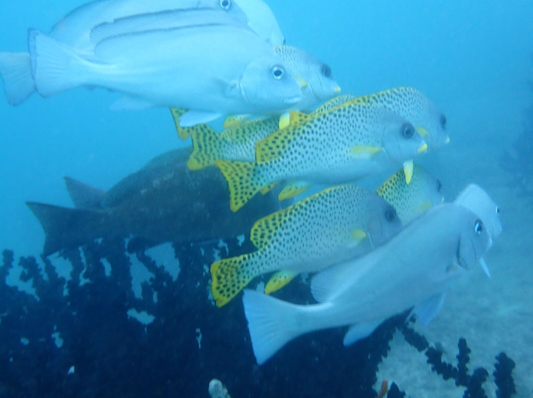 Odyssea Dive-Vilanculos必去景点