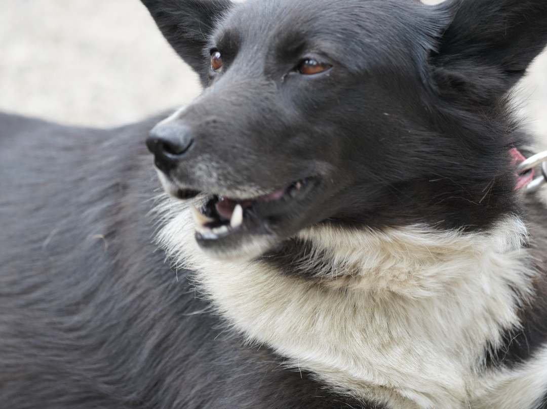 Sled Dog Demonstration-德纳利国家公园和自然保护区必去景点