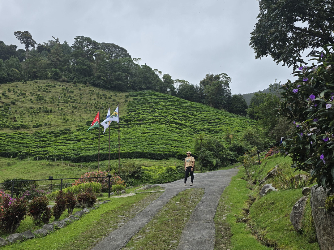 Tree Trek Boquete-波魁特必去景点