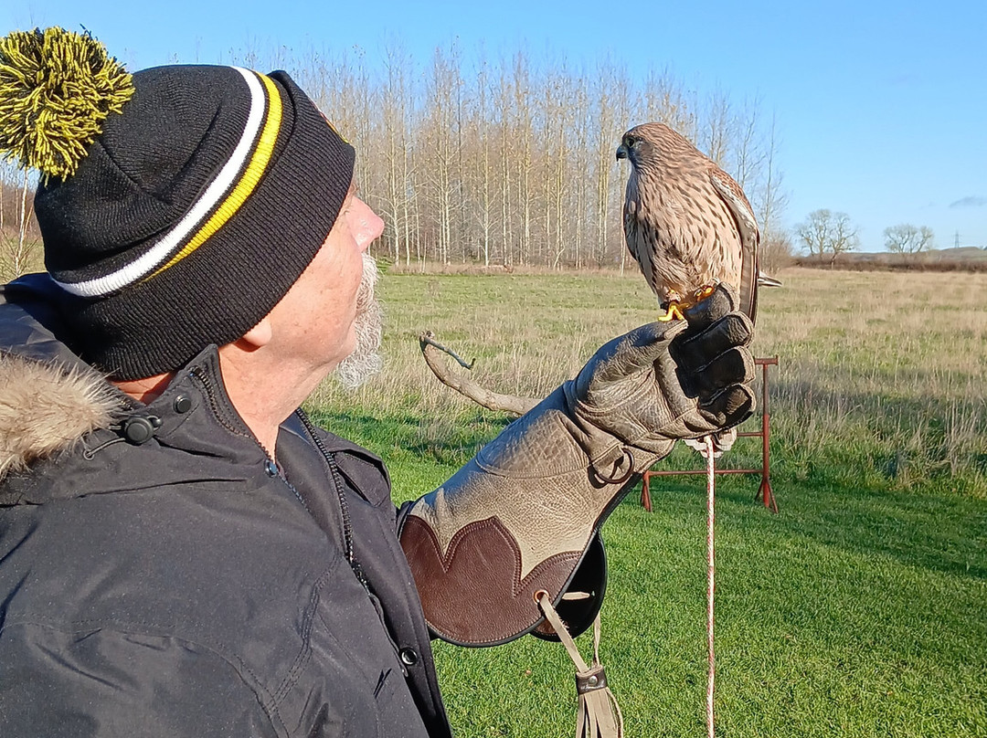 Bird on the Hand Falconry Experiences-Church Langton必去景点