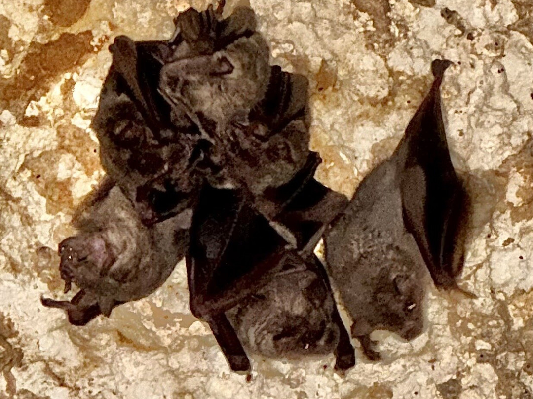 Cayman Crystal Caves-大开曼岛必去景点