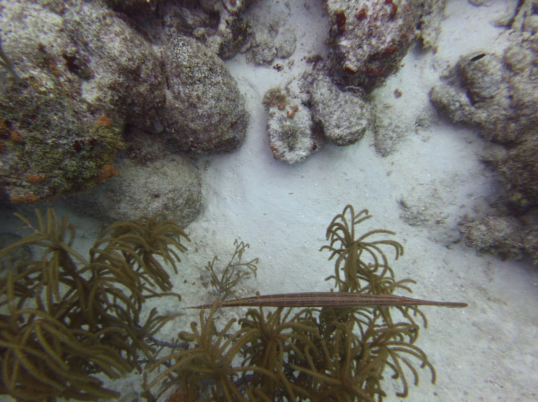 Palm Beach Divers-Noord必去景点