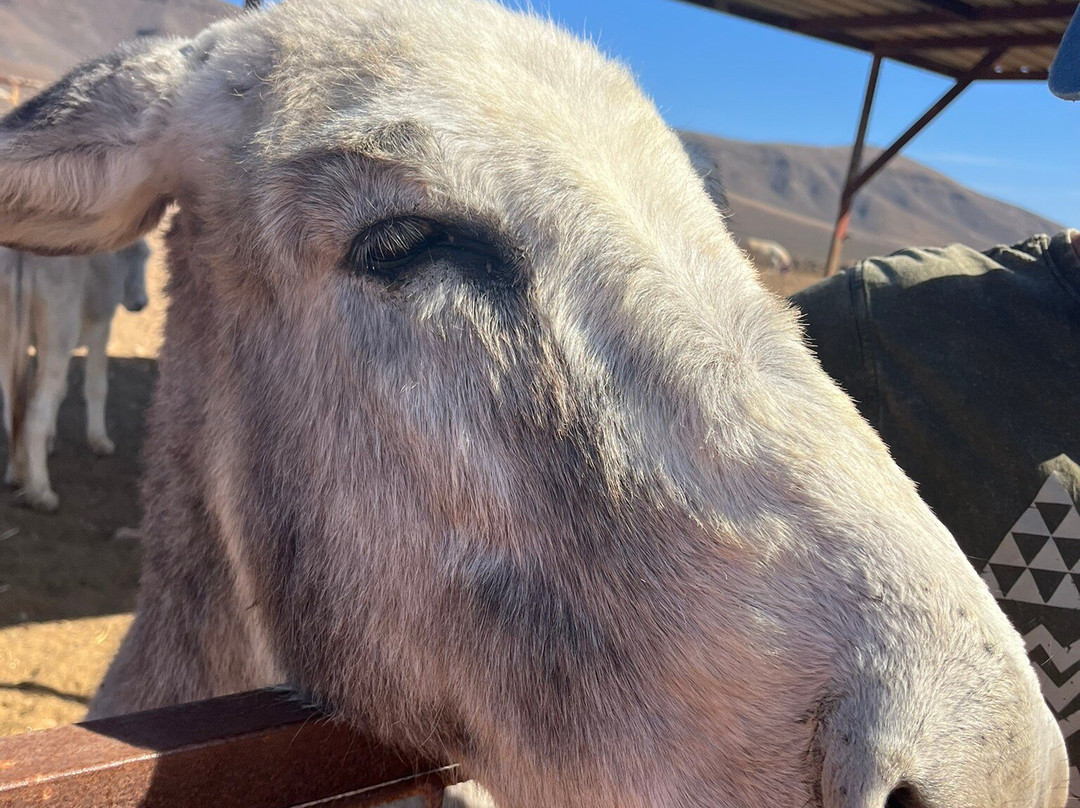 The Animal Academy-Antigua必去景点