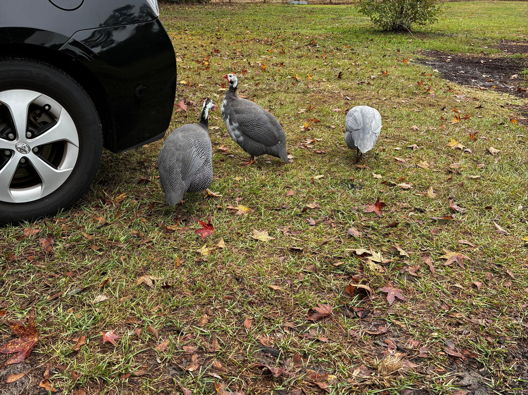 Rooterville Animal Sanctuary-Melrose必去景点