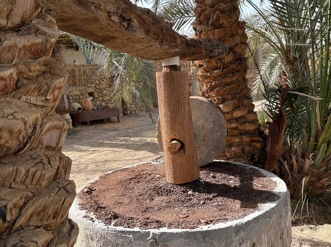 white desert travel-Bahariya Oasis必去景点