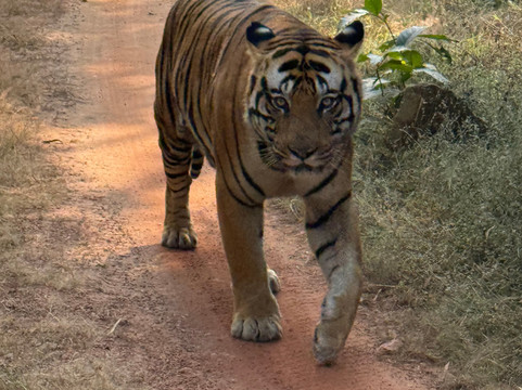 Wildlife Explorer India-新德里必去景点