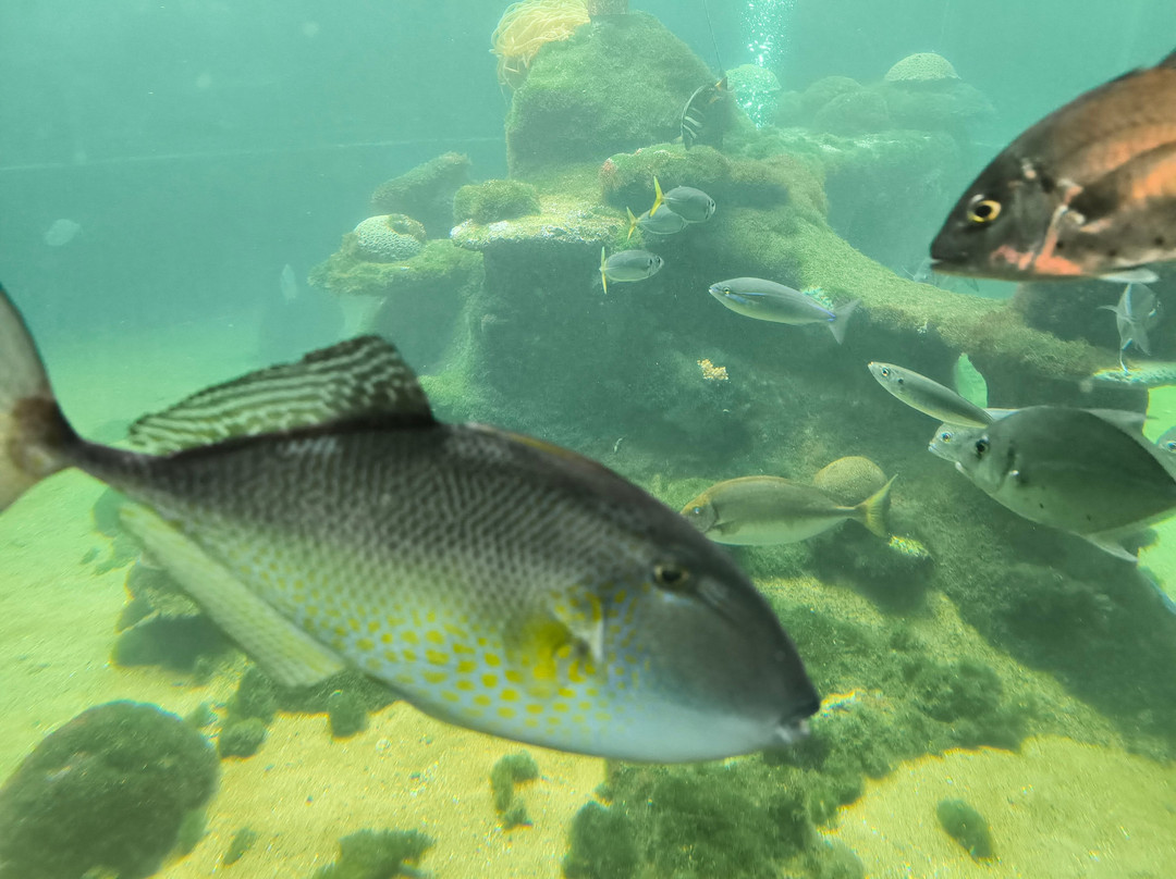 Reefworld Aquarium-尤兰根必去景点