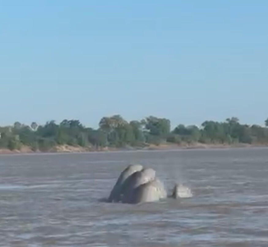 Dolphin Kayaking Adventures-Kratie必去景点