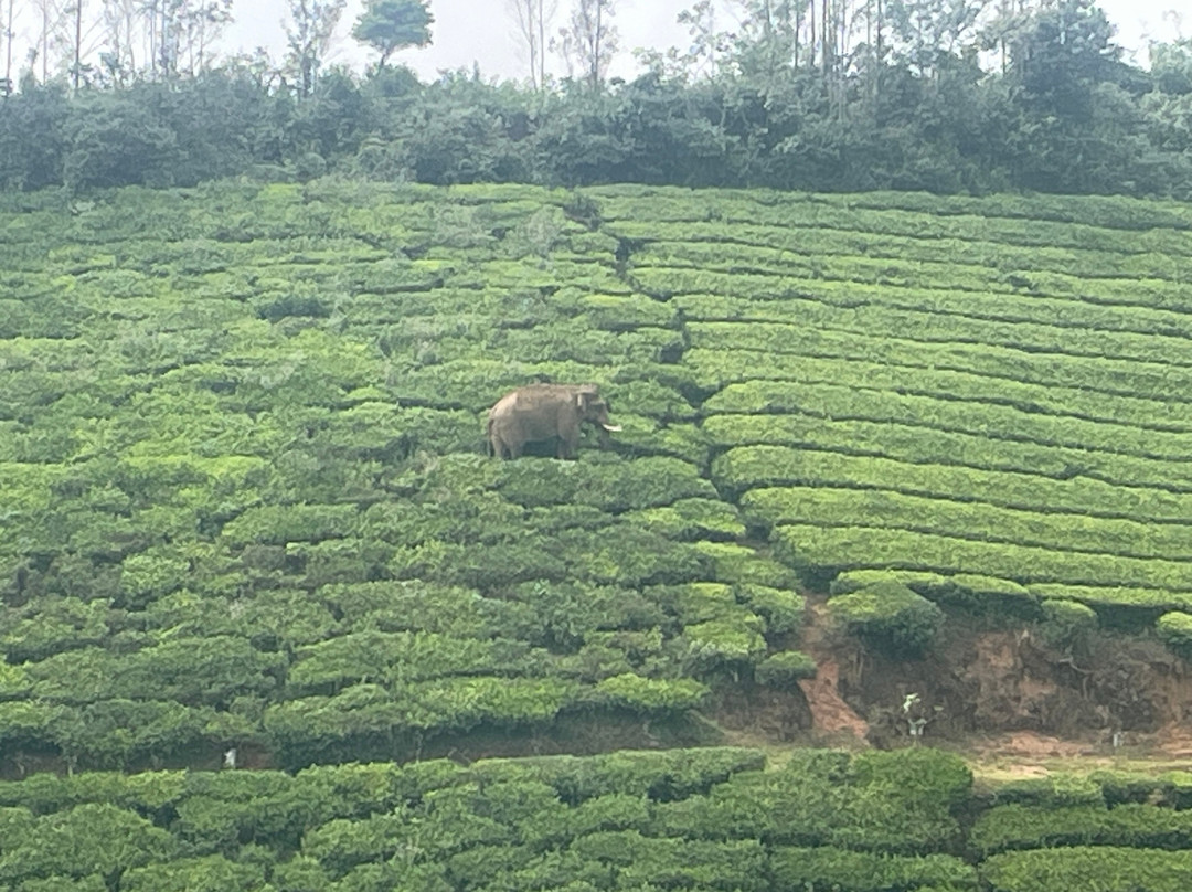 Munnar Info-慕那尔必去景点