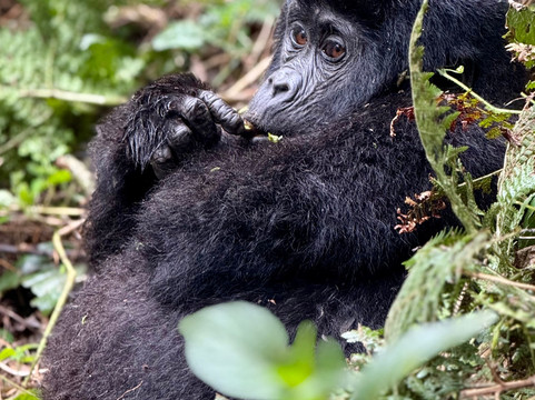 Salt Holidays-坎帕拉必去景点
