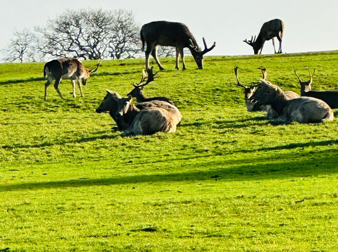 Margam Park-塔尔伯特港必去景点