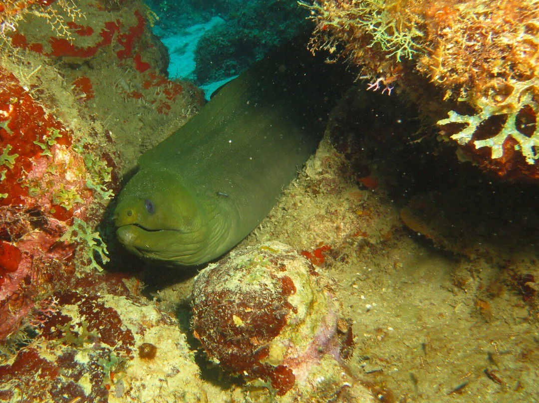 Aquanauts Grenada-True Blue必去景点
