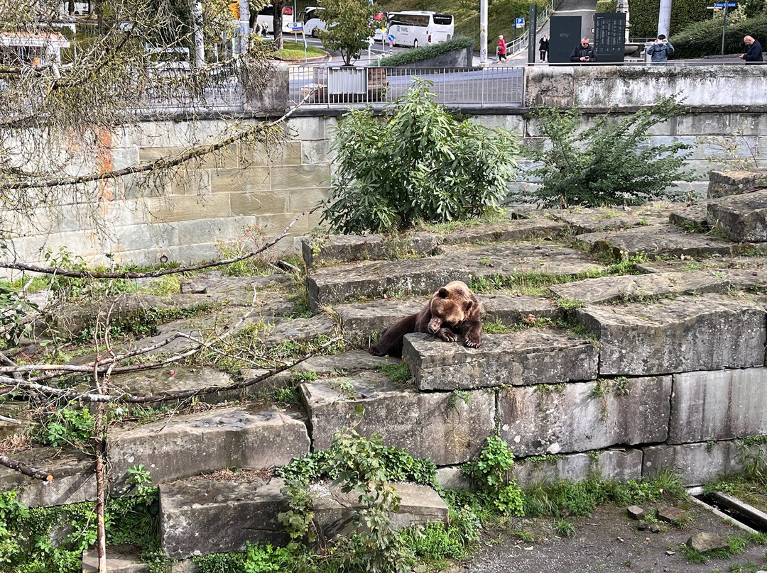 Barenpark-伯尔尼必去景点