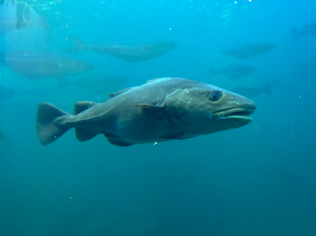 Atlantic Sea Park-奥勒松必去景点