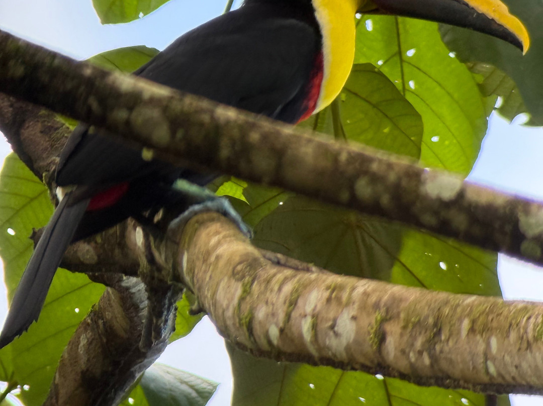 Sloth and Monkey Forest Tour-El Tanque必去景点