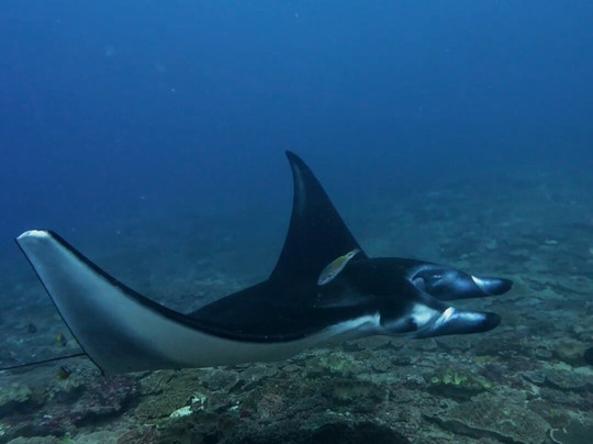 Nusablu Diving Penida-Kutampi Kaler必去景点