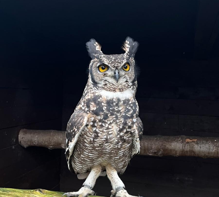 West Sussex Falconry-Compton必去景点