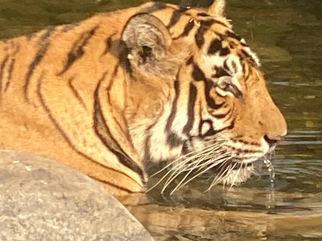 The Tiger Tours-瑟瓦伊马托布尔必去景点