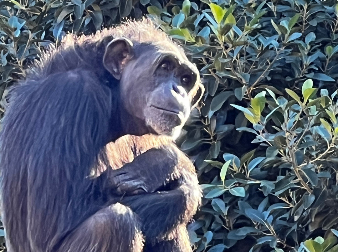 Bioparc Fuengirola-福恩吉罗拉必去景点