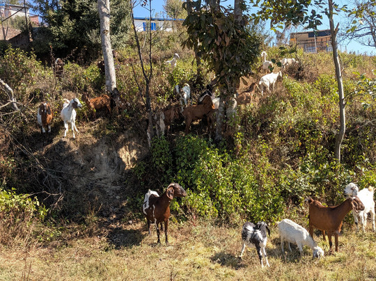 Nepal Trekking Experts Pvt. Ltd.-加德满都必去景点