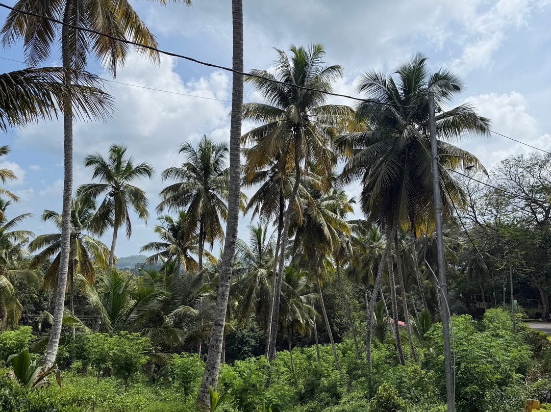 Tsara Tea-Akuressa必去景点