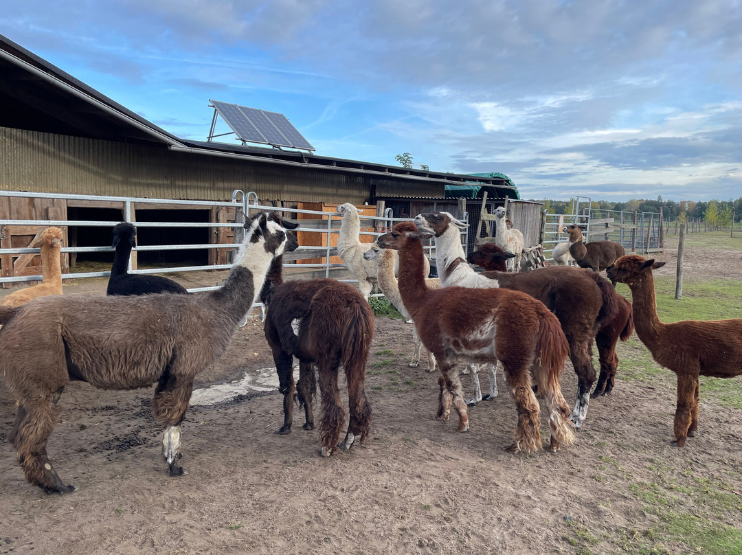 Maerkischer Lamahof - Zadik-Lamas-Mittenwalde必去景点