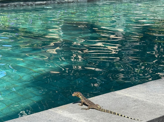 Blue Marlin Dive Gili Air-Gili Air必去景点