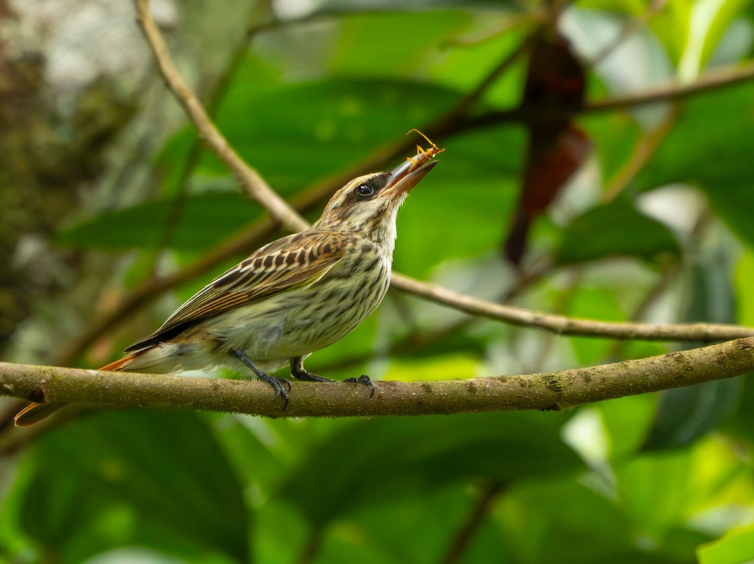 Refugio de Aves Alexander Skutch Los Cusingos-San Isidro del General必去景点