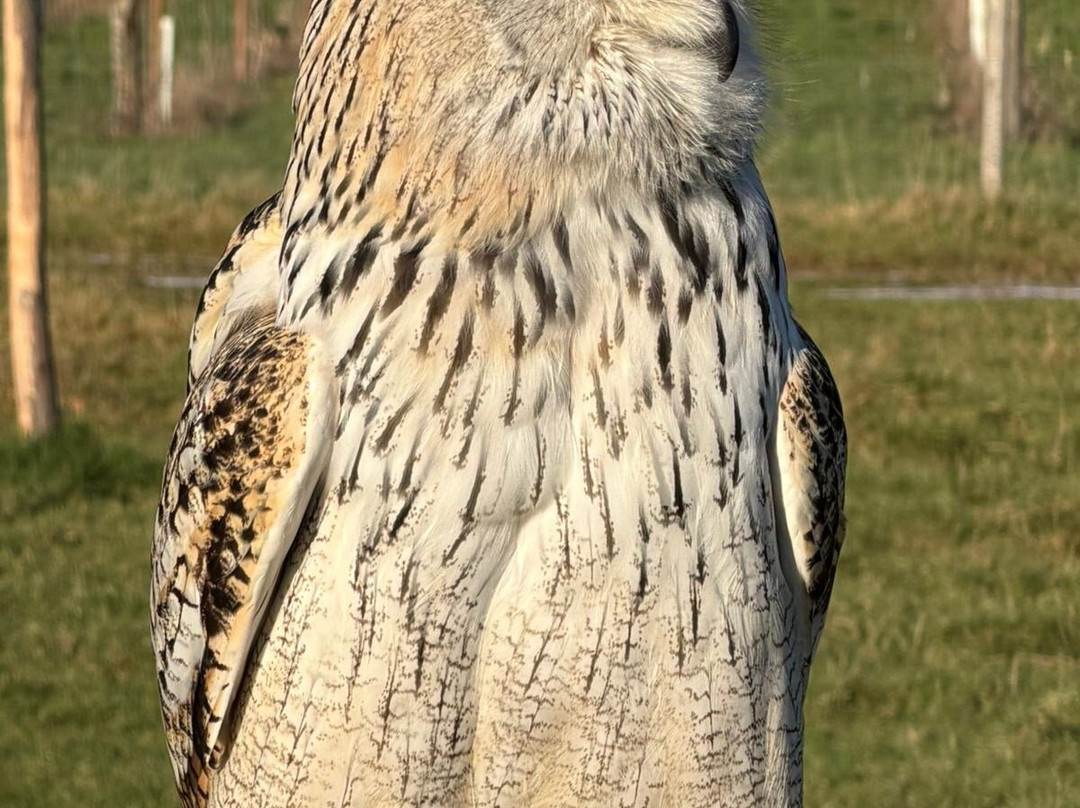 UK Owl And Raptor Centre-Groombridge必去景点