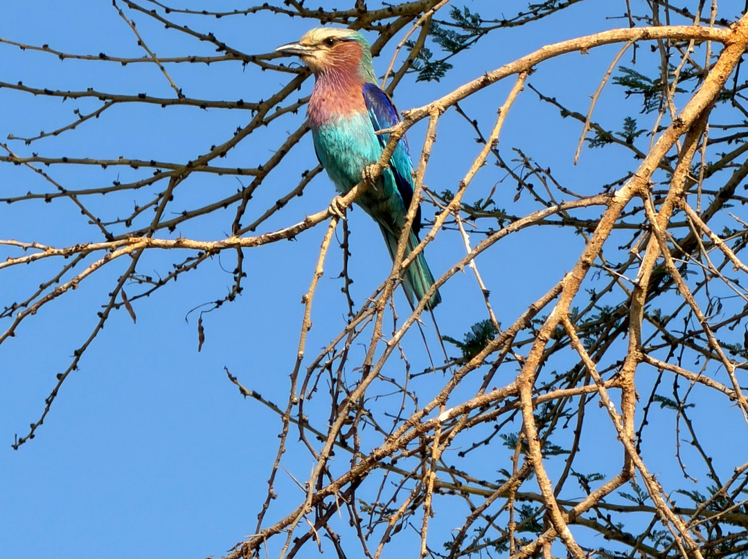 Essenia Safari Experts-内罗毕必去景点