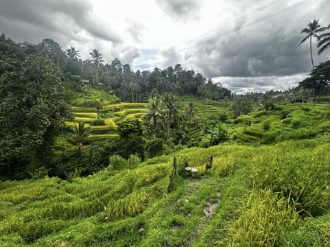 BB Tour-乌布必去景点