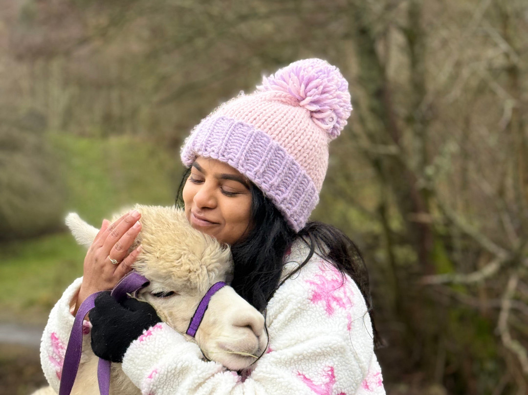 BobCat Alpacas-爱丁堡必去景点