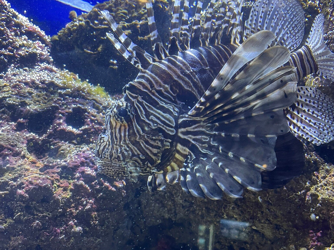 Aquarium Oniria-卡内鲁西永必去景点