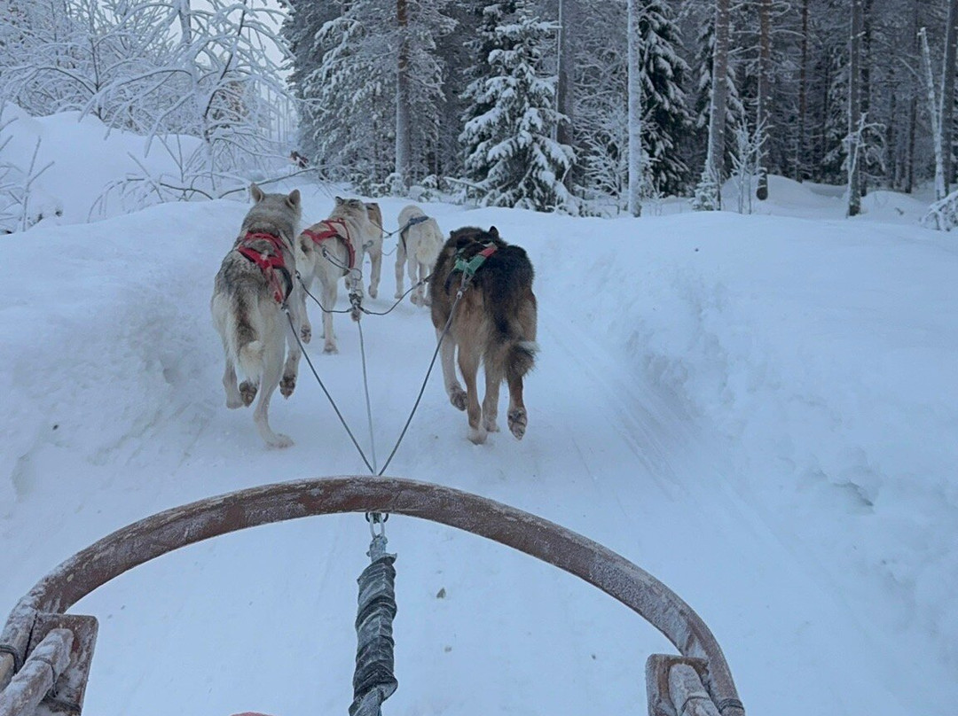 Arctic Circle Husky Park-罗瓦涅米必去景点