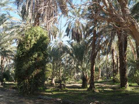 Eden Palm Tresors de l'Oasis-吐泽尔必去景点