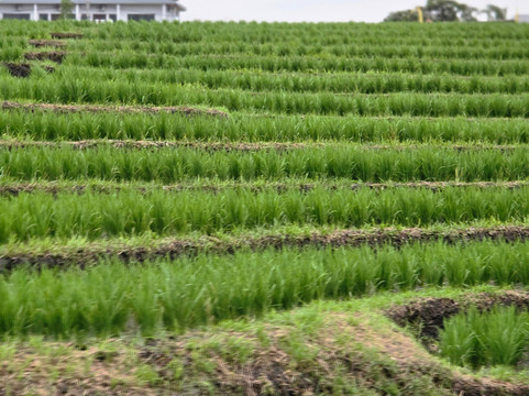 Bali Good Vacation-长谷必去景点