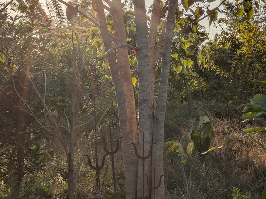 Aranyak Resort Kanha主图